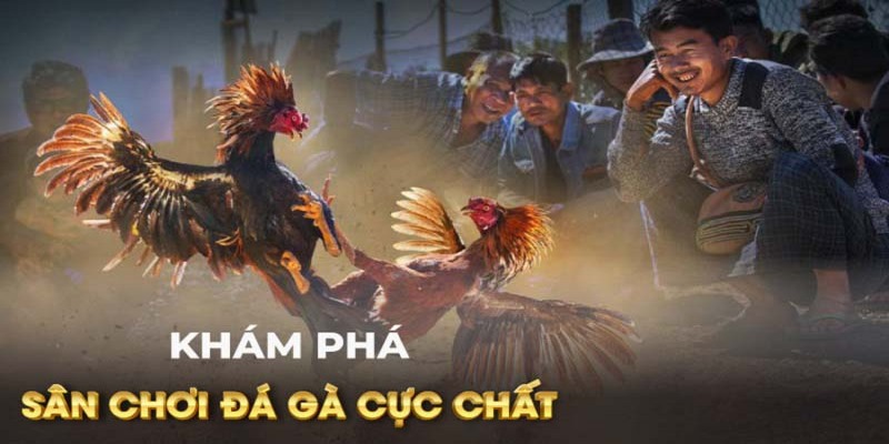 Tìm hiểu về hình thức đá gà đòn c1